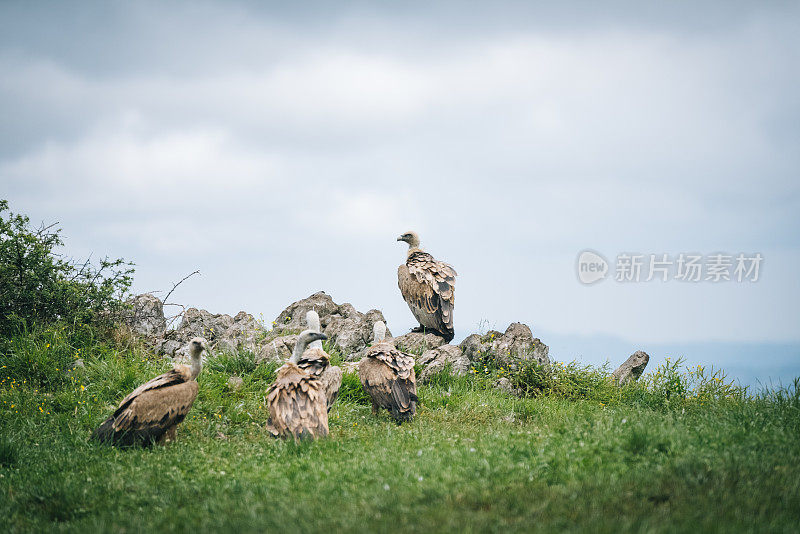 在草地上的Griffon Vulture(红腹秃鹰)